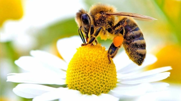 Bee Control