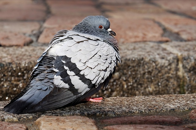 Bird Control