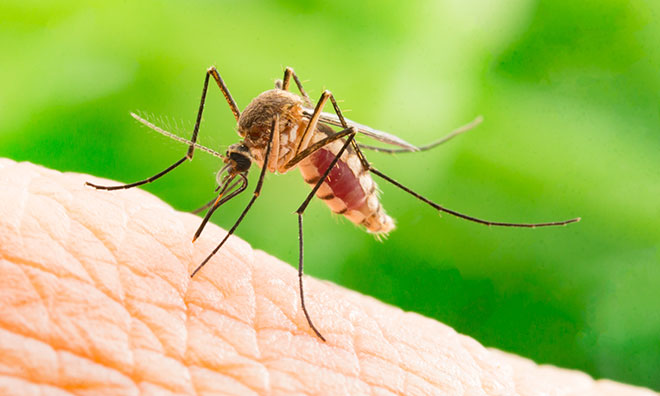 Mosquito Control