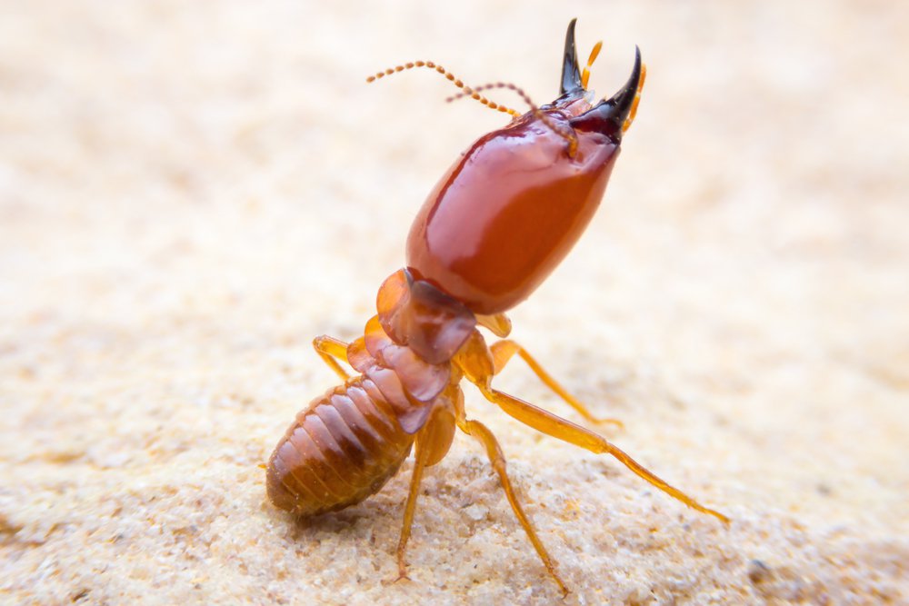 Termite Management